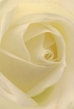 This image brings you directly into the intimate core of a cream-white rose, its spiralling petals inviting exploration-each one soft, like velvet, touched by imaginary morning dew. Subtle shadows deepen the folds of the bloom, imbuing it with a peaceful luminosity that echoes the calm of early days in Rush Green. As the light caresses each ivory ridge and hollow, the rose exudes a mood of serenity and reverence, akin to the comfort of gathering with loved ones along Rush Green Road. To the attentive florist, this flower embodies the purest sentiments-sympathy, admiration, the hopefulness of new beginnings. Its gentle, almost imperceptible fragrance suggests a fresh start or a quiet memory honored. Every detail-from the silky feel to the radiant composition-reflects the thoughtfulness local to the Rush Green community. Here, a single rose, arranged with care and sensitivity, becomes more than a flower-it becomes a shared moment of beauty and meaning, connecting our neighbourhood in ways words cannot quite capture.